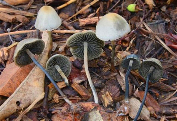 Essential Blue Meanies Mushroom Identification: A Guide for Safe Foraging